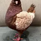 مطلوب كنق ارجنت 25 جوز