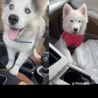 كلب هاسكي عمره 3 شهور 4 شهور اخذته 1400 قبل ثلاثه ايام