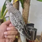 لأهل التميز فروخ كروان و روز اليفة مميزة (متوفر تابي وتمارا)