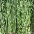 مرخ طازج ومشروط