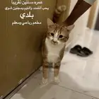 قطط مطعمة رباعي ومعقمة جاهزين للتبني