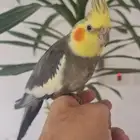 ذكر كروان كوكتيل اليف منتج ( متوفر أقساط تابي و تمارا )