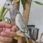 كروان وايت فيس سينامون بيرل بداية فطام (متوفر تابي و تمارا )