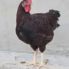 دجاج فرنسي عسلي فواخر