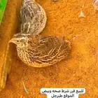 فرر او سمان
