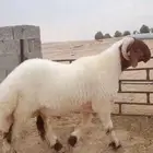 جذع فحل غنم نعيم صنف نعيمي