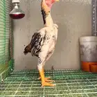 مطلوب. دجاج
