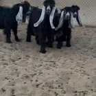 عرض بيع جفرات عوارض صنف