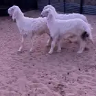 عيسيات نجد بيض خرفان رخال