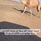 ضروبه حمرا