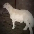 خروف للبيع صنف طيب