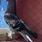 للبيع جوز مستوى فاخر فاخر دق غامق مذيل الاهل الصنف