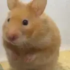 هامستر