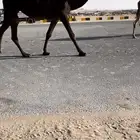 لقيه كفو