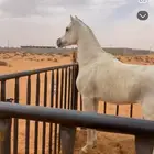 حصان واهو