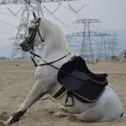 خي ل للإيجار يوم الوطني