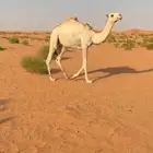 قعود باتلي