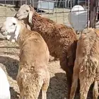 سواكن جذعان تربيه