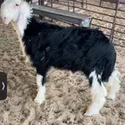 خروف نجدي ذبيحه ولا مشروع فحل