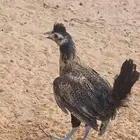 دجاج للبيع