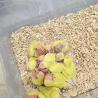 فروخ روز للبيع