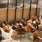 دجاج بلدي