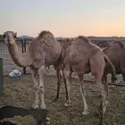 ثلاث قعدان