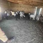 تيوس لليبع