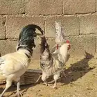ديوك بلدي
