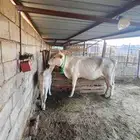 بقرة المانيه بكر