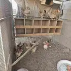 دجاج بلدي للبيع
