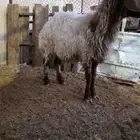 شاه دافع بالزلفي