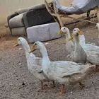 بط بكيني