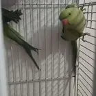 زوج دره هندي