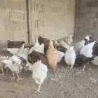 دجاج لهمان تم البيييع