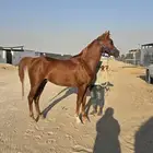 حصان واهو بالدمام