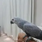 كاسكو للبيع