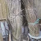 انارت وقش لاندنوسي وقش لافريقي