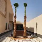 نخل للبيع جميع لانواع