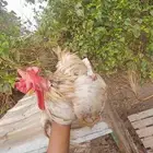 ديج جبانيز قزم للبيع