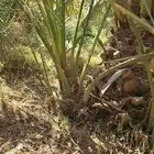 فسايل عجوة ( اصنا )