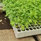 شتلات طماطم محمي