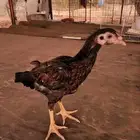جوز ميوالي زيرو