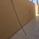 علم وتلبيست كبوت ومسوره