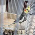كروان كوكتيل
