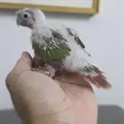 فرخ كنيور انناس