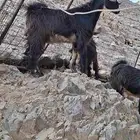 5 تيوس للبيع اعمارها سنه وشهرين على الشرط عليها برسيم وشعير