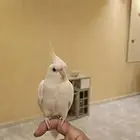كروان البينو اليف وهدد مزاجي ومتكلم