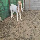 جفره