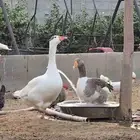 زوج وز عيون زرق جرم ماشاء الله سوبر جامبو